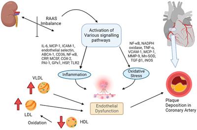 Role of the renin–angiotensin system in the pathophysiology of coronary heart disease and heart failure: Diagnostic biomarkers and therapy with drugs and natural products